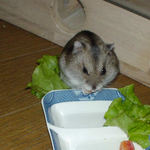 乾燥パパイヤを食べています