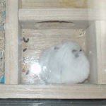 毛づくろい中。頬袋からいろいろ出てきました。