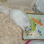 インディアンコーン回収中