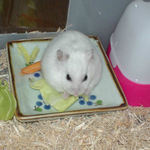 キャベツに齧りつくアイ