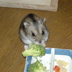 ブロッコリーを食べるユウキ