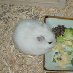 乾燥りんご食べ中