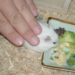 触られても全く動じません