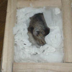 また寝てしまいました