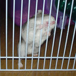 サークル、カジカジッ