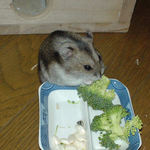 ブロッコリーを齧っているユウキ