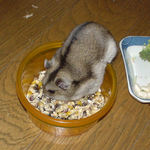 エサ入れに飛び込むユウキ