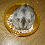 頬袋パンパンになるまで詰め込んでいました