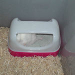 トイレ砂ですってん