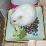 ブロッコリーに齧りついているアイ