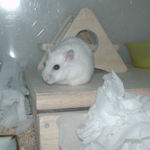 巣箱の上に乗っているアイ