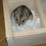 巣箱に篭っているユウキ