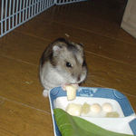 ハム用チーズを食べるユウキ