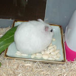 ハム用チーズを食べてるアイ