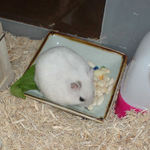 コメコメポップをあさっています