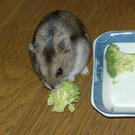 ブロッコリーを食べるユウキ