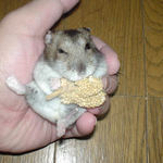 久しぶりの腹出し食いです