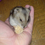 最後には手のひら食いになりました