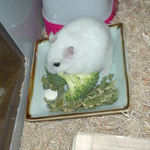 ブロッコリーに齧りつくアイ