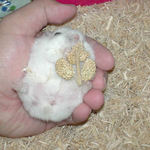 おはげが少々目立ちます