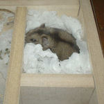 今日は寝床が変わっていました