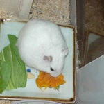 かぼちゃを食べるアイ