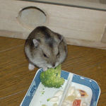 ブロッコリーにかじりついているユウキ