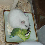 ブロッコリーに齧り付くアイ