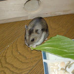 青梗菜を食べるユウキ