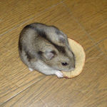 乾燥りんごチップを食べるユウキ