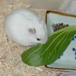 青梗菜を食べるアイ