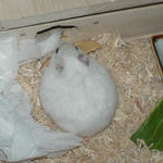 乾燥りんごチップが入り口に痞えて入れません