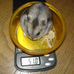 体重はあまり増えていません