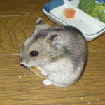 乾燥バナナを食べるユウキ