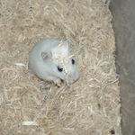 頭に床材が載っています