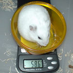 若干体重が減りましたが、まだまだおデブ