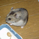 蒸し大豆を食べるユウキ