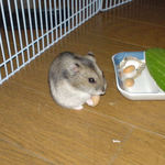 角度を変えて、蒸し大豆を食べてるところ