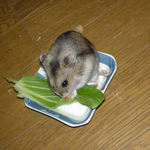 乾燥パパイヤを食べるユウキ