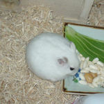 アイも蒸し大豆は好き