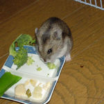 ブロッコリーを食べているユウキ