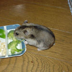 まだまだ、食べています