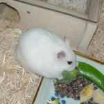 ブロッコリーに齧り付くアイ