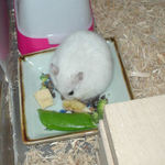 乾燥バナナを食べるアイ