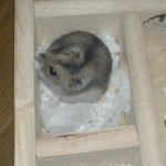 ときどき、毛づくろい