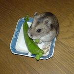 ようやく豆が出てきました