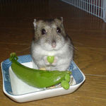 スナップエンドウの豆を持ってご満悦