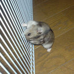 ケージカジカジをやめません