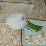 スナップエンドウを食べるアイ