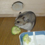 ブロッコリーに齧り付くユウキ